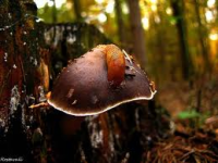 Je-li houba okousaná od plžů, mlžů či dalších živočichů, nemůže být jedovatá